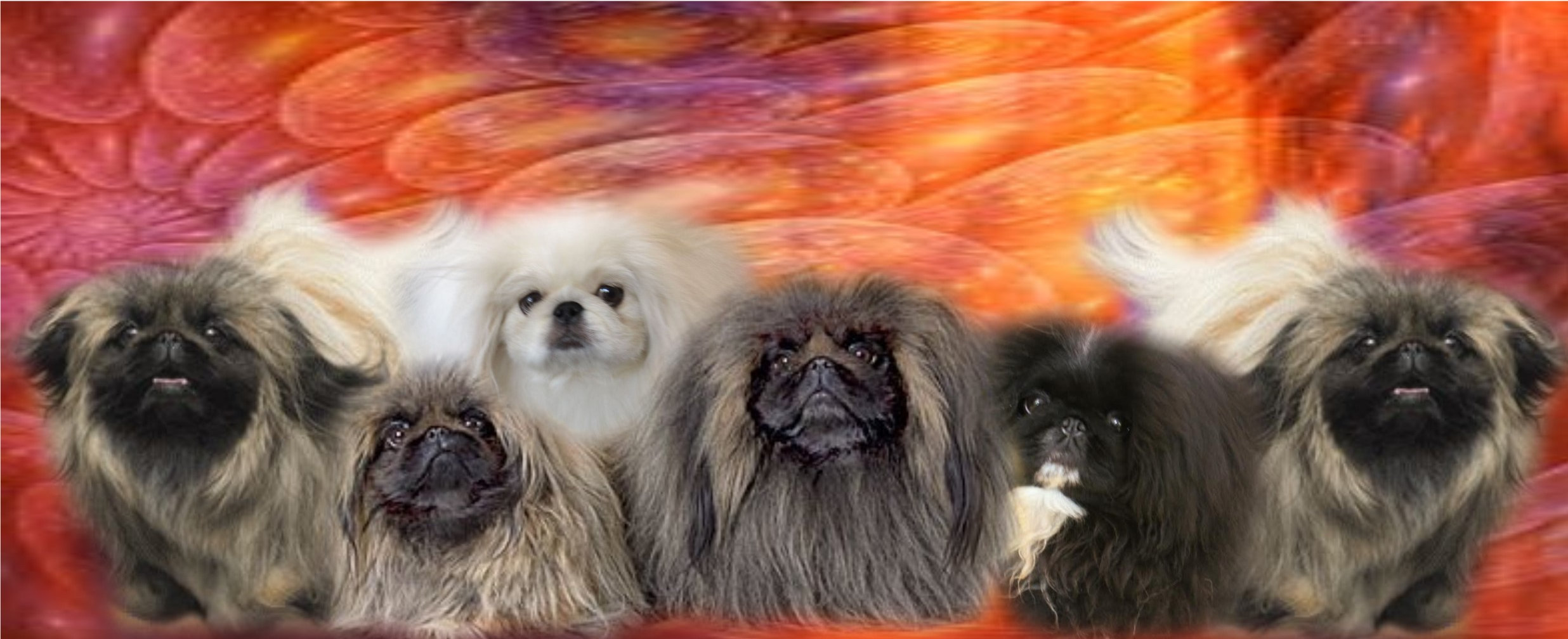 Välkommen till kennel Mister-Casanowa´s ( Pekingese )