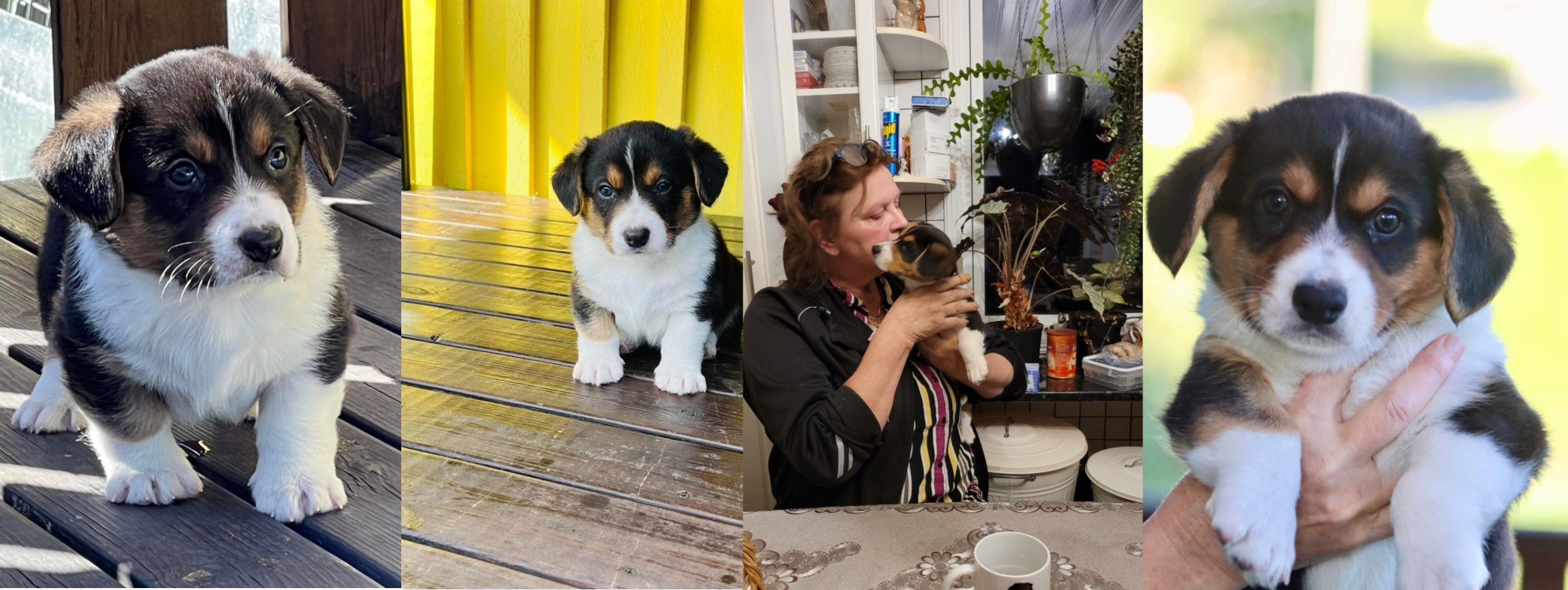 Välkommen till Mister-Casanowa´s ( Welsh Corgi Cardigan )