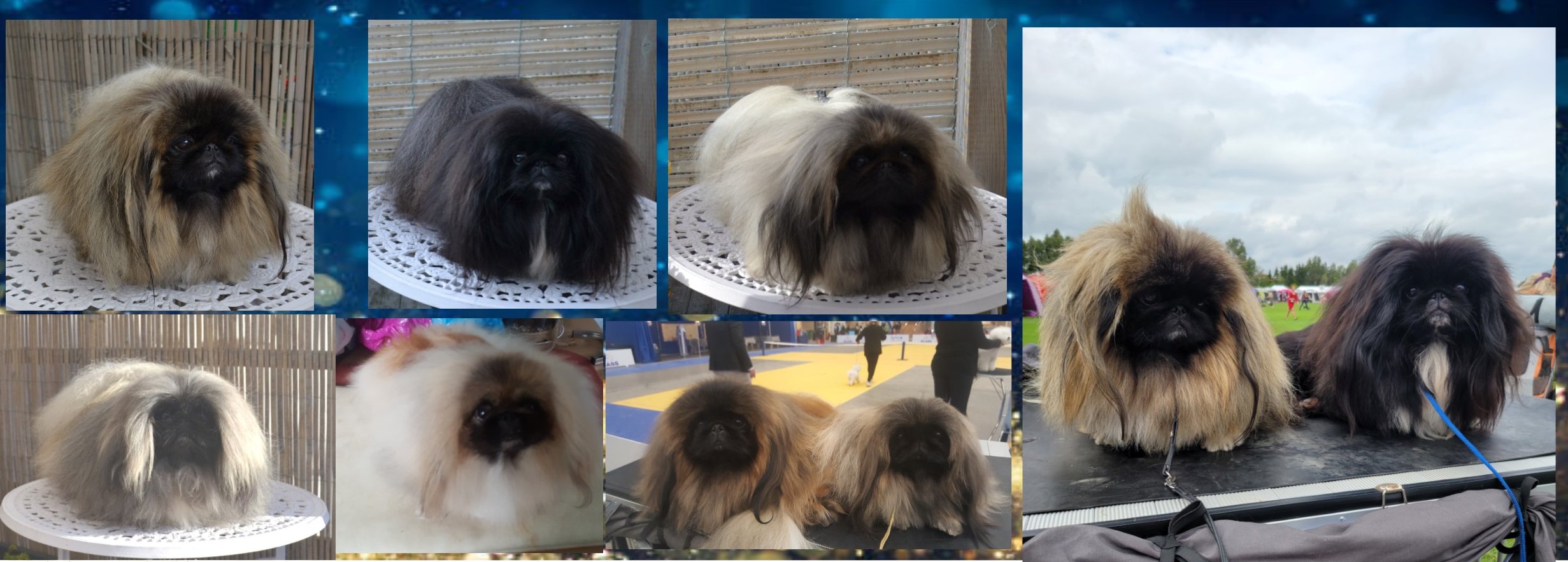 Välkommen till kennel Mister-Casanowa´s ( Pekingese )