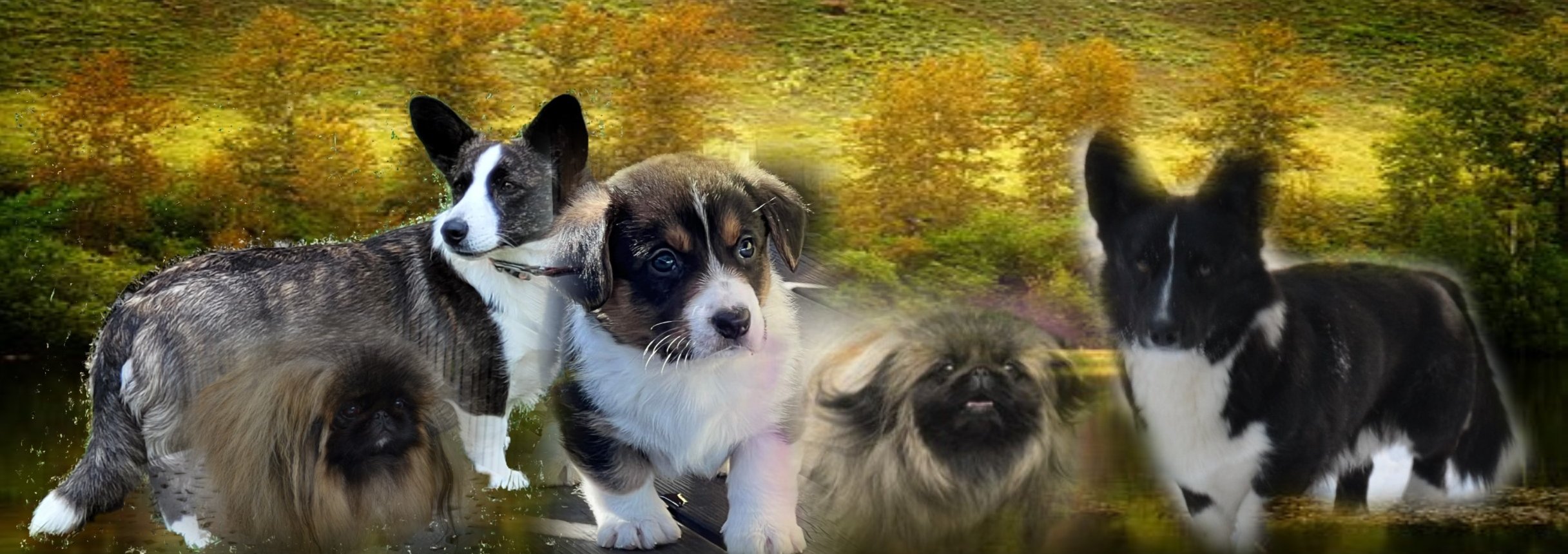 Välkommen till/Welcome to Kennel Mister-Casanowa´s
